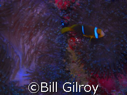 Tahiti Clown and its home by Bill Gilroy 